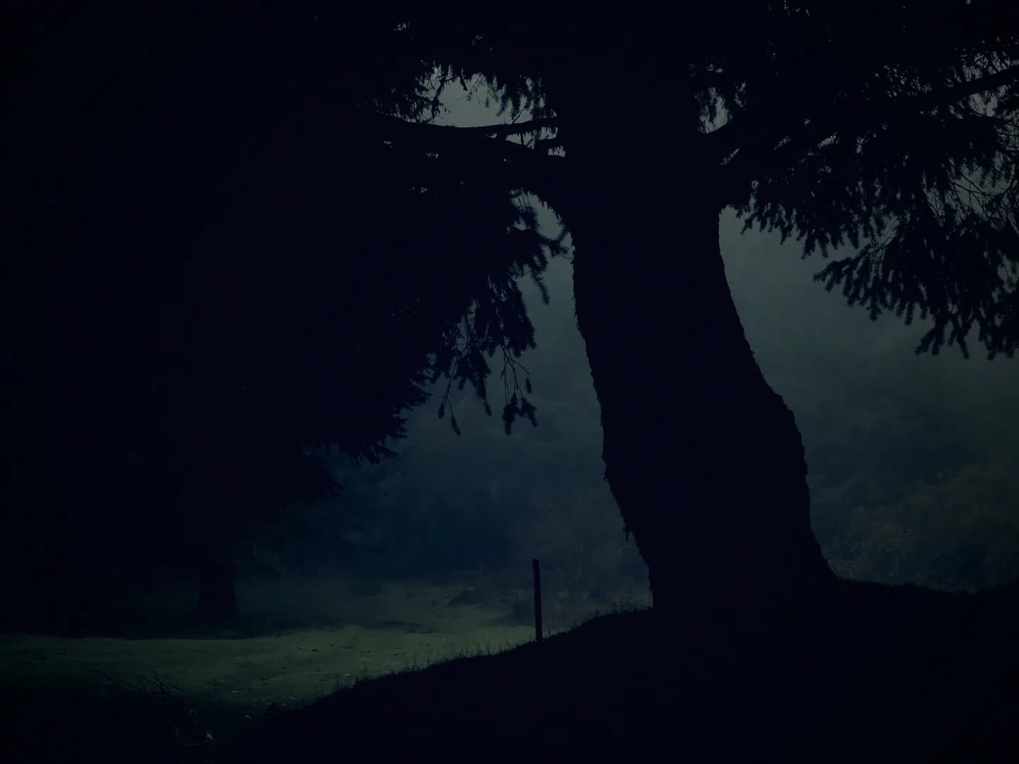 A great tree in silhouette above a field fading into mist.